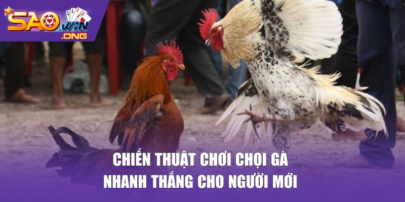 Chiến thuật chơi chọi gà nhanh thắng cho người mới